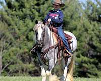 pinto-gypsy-vanner-mare