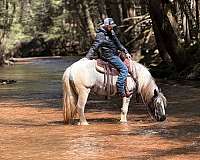 youth-gypsy-vanner-horse