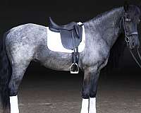 athletic-quarter-horse