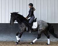beginner-quarter-horse