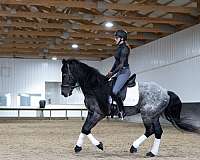 cross-quarter-horse