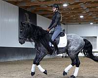 dressage-quarter-horse