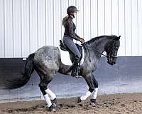flashy-quarter-horse