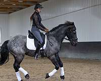 kid-safe-quarter-horse