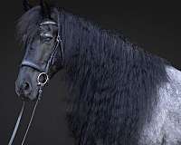 performance-quarter-horse