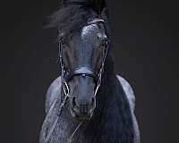 ridden-english-quarter-horse