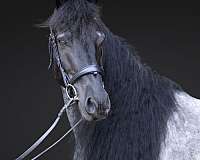 show-quarter-horse