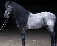 ridden-western-quarter-horse