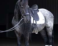 trail-riding-quarter-horse