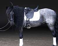 youth-quarter-horse