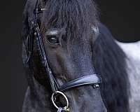 trail-quarter-horse