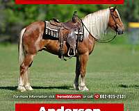 all-around-draft-horse
