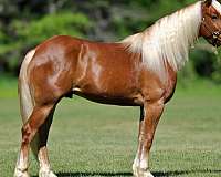 athletic-draft-horse