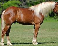 cross-draft-horse