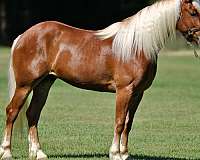 draft-horse