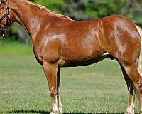 driving-draft-horse