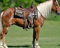 flashy-draft-horse