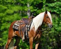 husband-safe-draft-horse