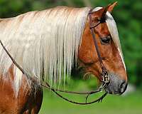 parade-draft-horse