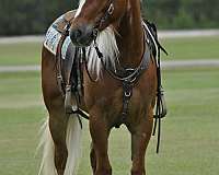 ranch-draft-horse