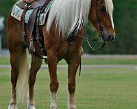 show-draft-horse