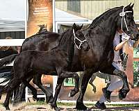 dressage-friesian-horse