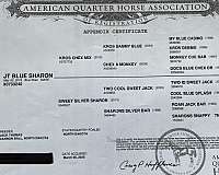 all-around-appendix-horse