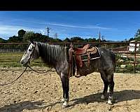 dressage-appendix-horse