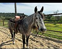 flashy-appendix-horse