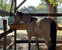 filly
