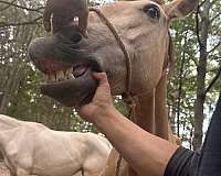 buckskin-filly-for-sale
