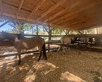 buckskin-filly