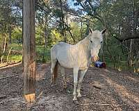 white-foal-for-sale