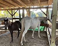 white-foal
