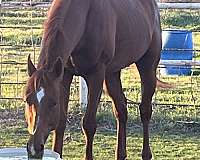 eye-catcher-thoroughbred-horse