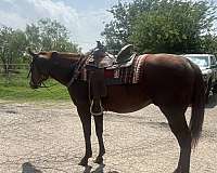 real-eye-catcher-thoroughbred-horse