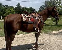 real-eye-catcher-horse