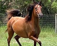 the-real-mccoy-arabian-horse