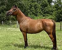 the-real-mccoy-horse