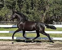 black-vaquero-horse