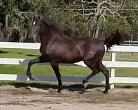 vaquero-colt