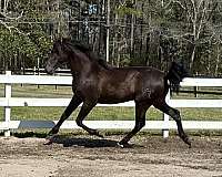 all-around-andalusian-horse