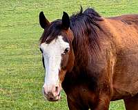 tennessee-walking-horse-missouri-fox-trotter
