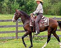 smooth-gaited-horse-missouri-fox-trotter