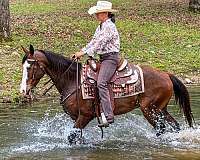 kentucky-mountain-horse-missouri-fox-trotter