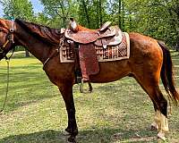 trail-horse-missouri-fox-trotter
