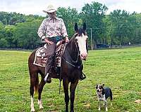 family-horse-missouri-fox-trotter