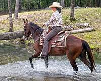 gaited-horse-missouri-fox-trotter