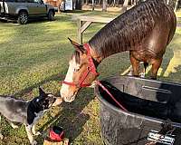 gentle-horse-missouri-fox-trotter