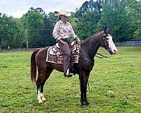 my-horse-connection-missouri-fox-trotter